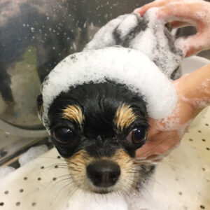 シャンプーチワワ