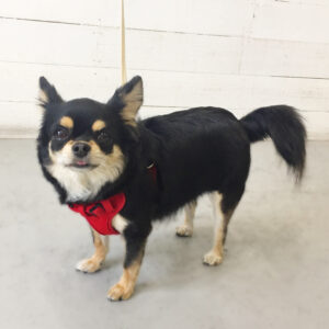 仕上がりチワワ