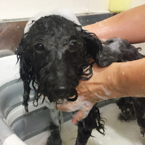 シャンプートイプー