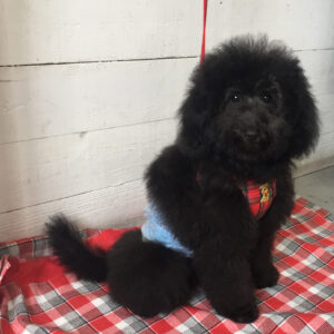 仕上がりトイプー