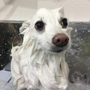 シャンプースピッツ