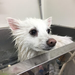 お風呂スピッツ