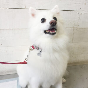 仕上がりスピッツ