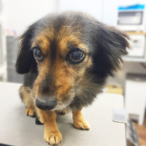 よろしくミックス