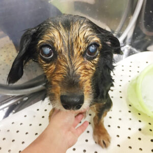 シャンプーミックス