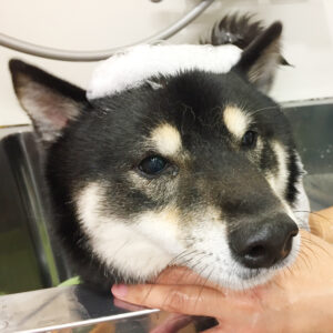 シャンプーしば