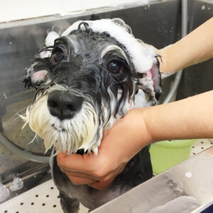 シャンプーMシュナ