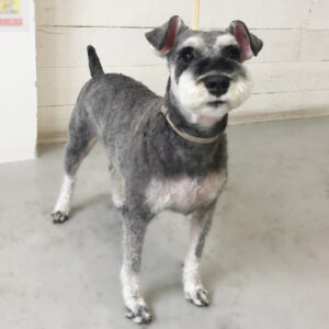 仕上がりMシュナ