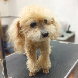 よろしくトイプー