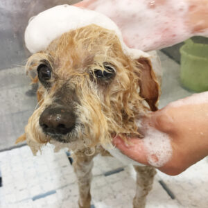 シャンプートイプー