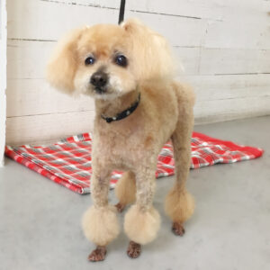 仕上がりトイプー