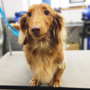 よろしくダックス