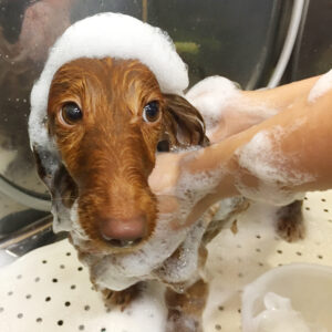 シャンプーダックス