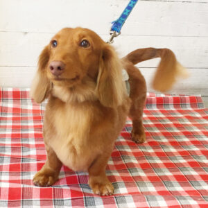 仕上がりダックス