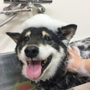 シャンプーしば