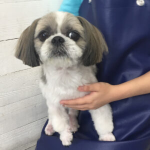 仕上がりシーズー