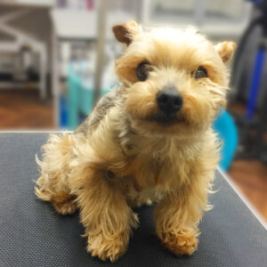 よろしくヨーキー