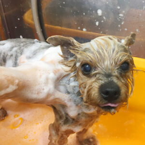 シャンプーヨーキー