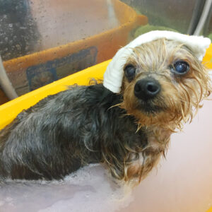 お風呂ヨーキー