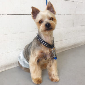 仕上がりヨーキー