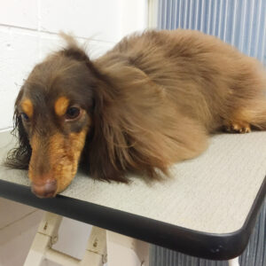 よろしくダックス