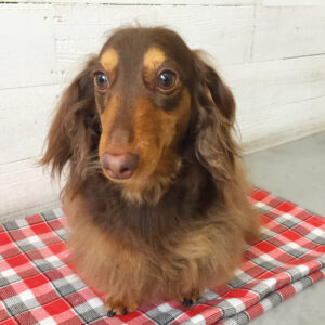 仕上がりダックス