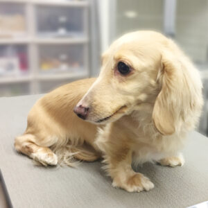 よろしくダックス