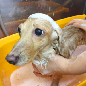 シャンプーダックス