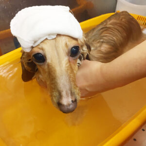 お風呂ダックス