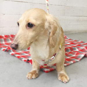 仕上がりダックス