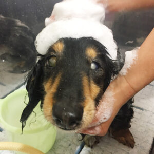 シャンプーダックス