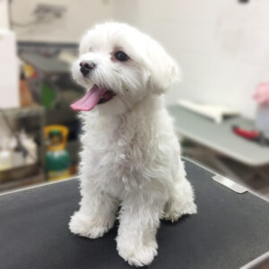 よろしくマルチーズ