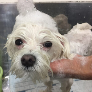 シャンプーマルチーズ