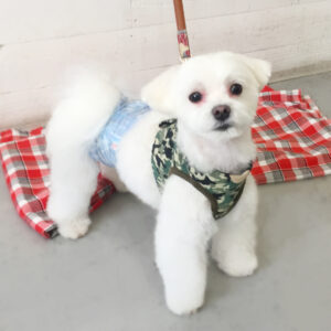 仕上がりマルチーズ