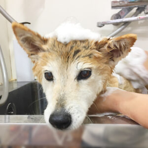 シャンプーミックス