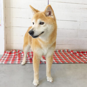 仕上がりミックス