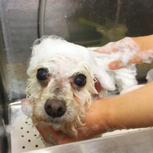 シャンプートイプー