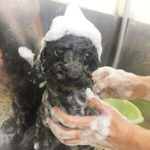 シャンプートイプー