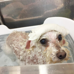 お風呂トイプー