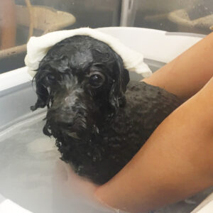 お風呂トイプー