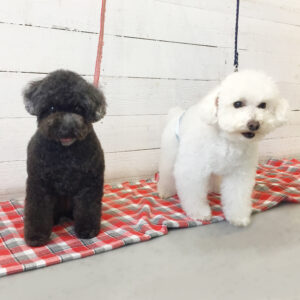 仕上がりトイプー