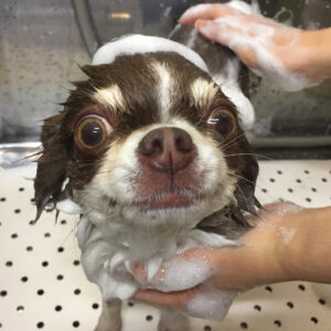 シャンプーチワワ