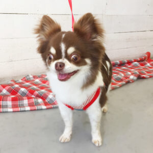 仕上がりチワワ