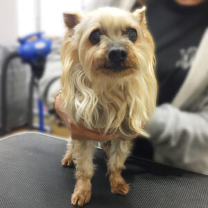 よろしくヨーキー