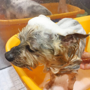 シャンプーヨーキー