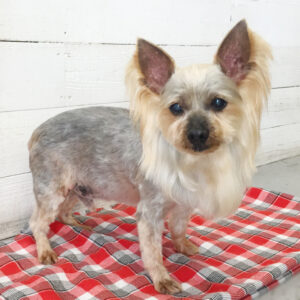 仕上がりヨーキー