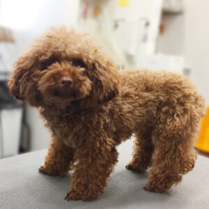 よろしくトイプー