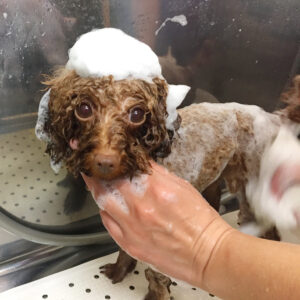 シャンプートイプー