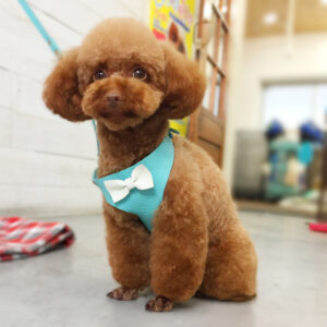 仕上がりトイプー