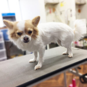 よろしくチワワ